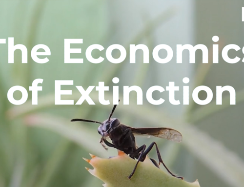 The Economics of Extinction: Insects